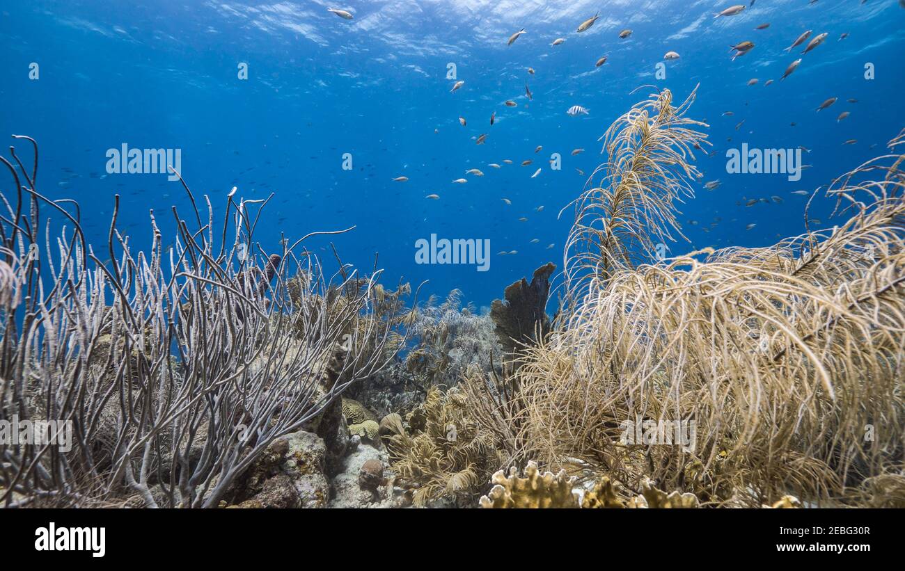Stagcape nella barriera corallina del Mar dei Caraibi, Curacao con corallo morbido e spugna Foto Stock