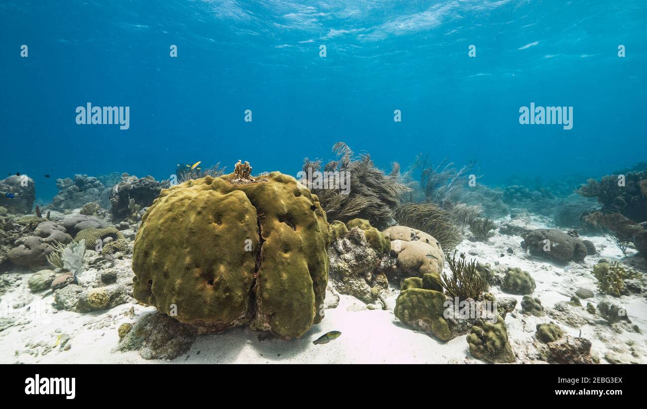 Stagcape con corallo di pietra nella barriera corallina del Mar dei Caraibi, Curacao Foto Stock