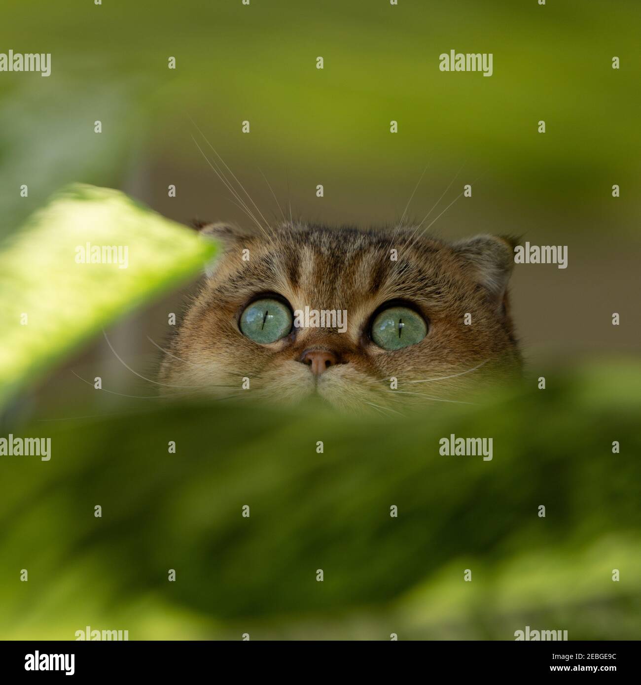 Scottish Fold gatto con occhi verdi circondato da foglie verdi. Foto Stock