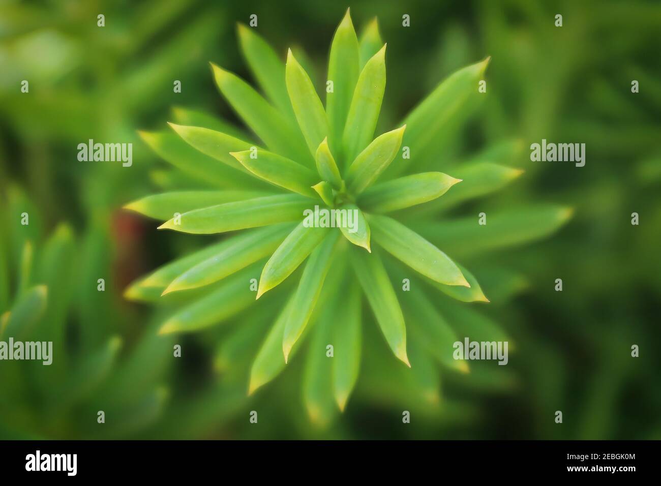 Macro di sfondo di un aghi su un Hicks Yew Foto Stock