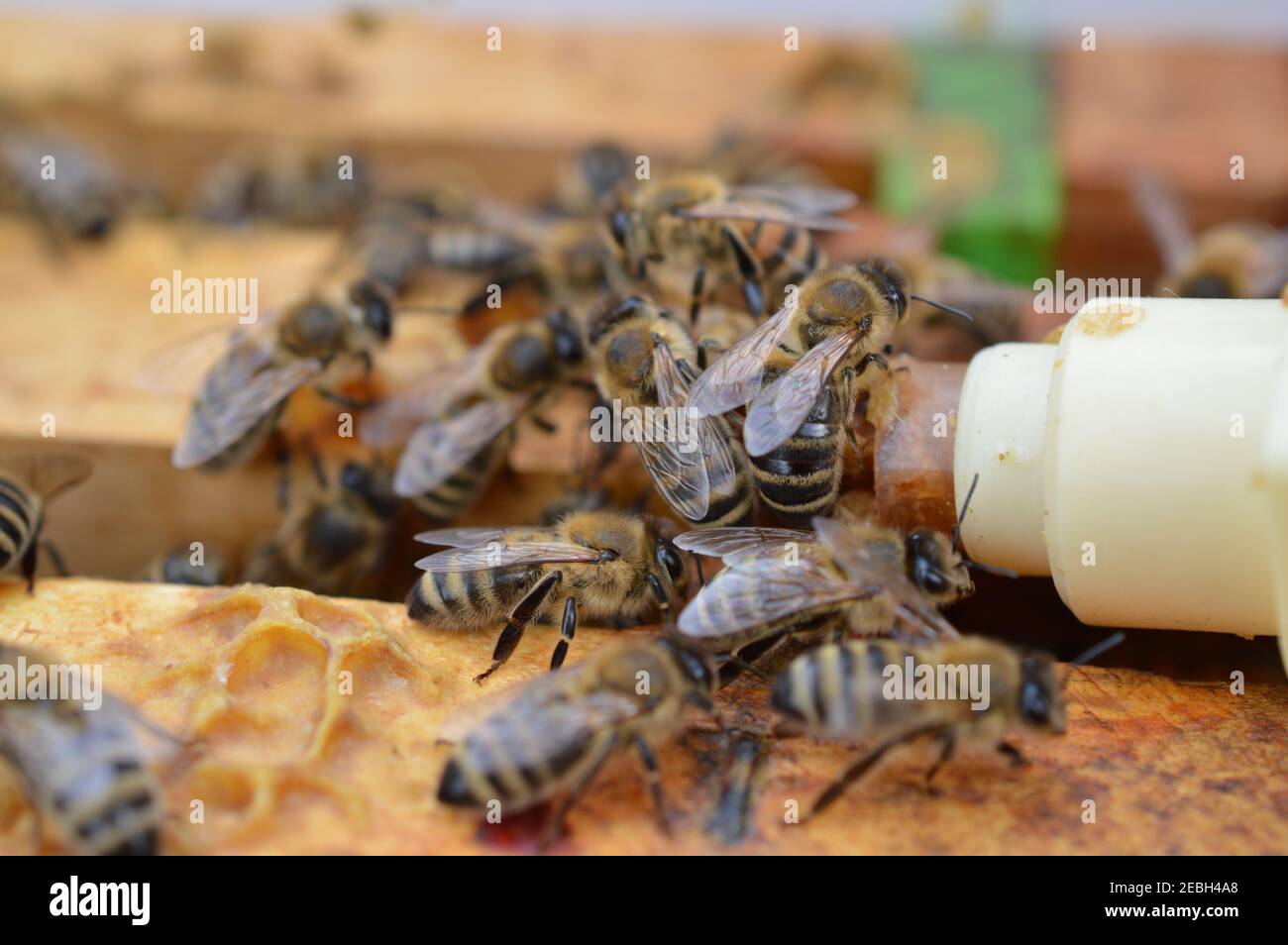 miele ape midwifes aiutare la loro regina mentre cova da artificiale cella regina Foto Stock