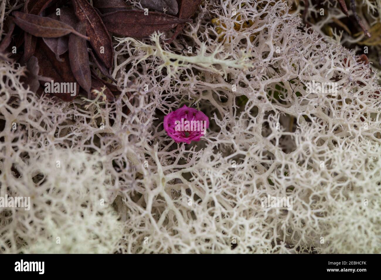Caribou Moss(CLADAONIA rangiferina) che circonda l'alloro delle pecore (Kalmia angustifolia), Terranova, Canada Foto Stock