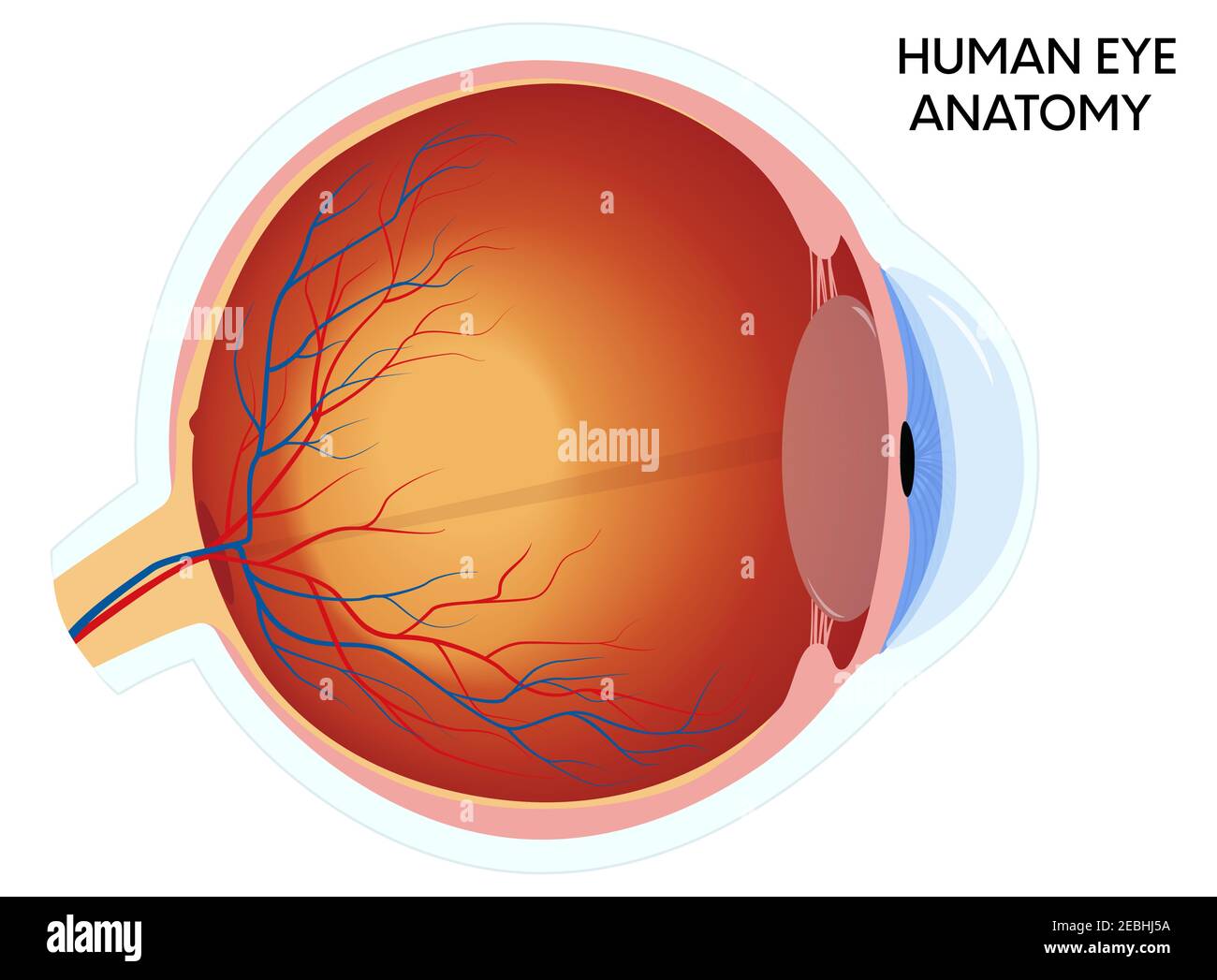 Diagramma anatomico dell'occhio umano, illustrazione della sezione trasversale educativa medica. Isolato su sfondo bianco. Illustrazione Vettoriale