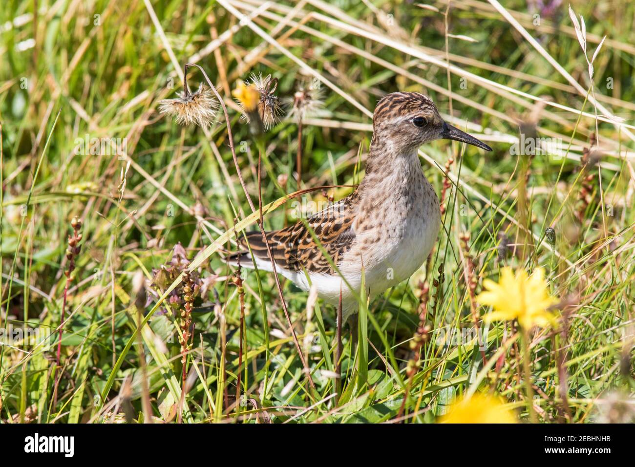 Almeno il sandpiper (Calidris minutilla)shorebird più piccolo, nascosto nell'erba a Cape Santa Maria di Terranova, del Canada Foto Stock