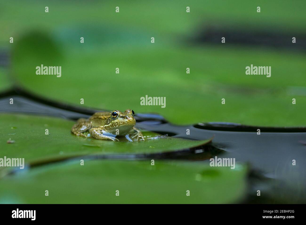 rana appollaiata su un giglio d'acqua. Fotografia orizzontale con messa a fuoco selettiva. Foto Stock