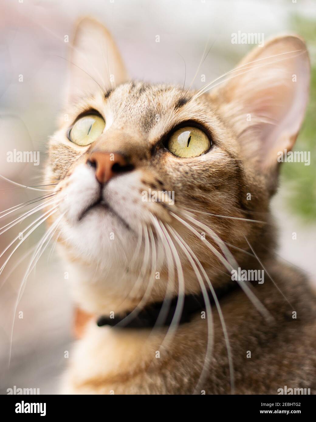 Bel gatto tabby, marrone arancio e bianco, con occhi verdi, closeup volto ritratto Foto Stock
