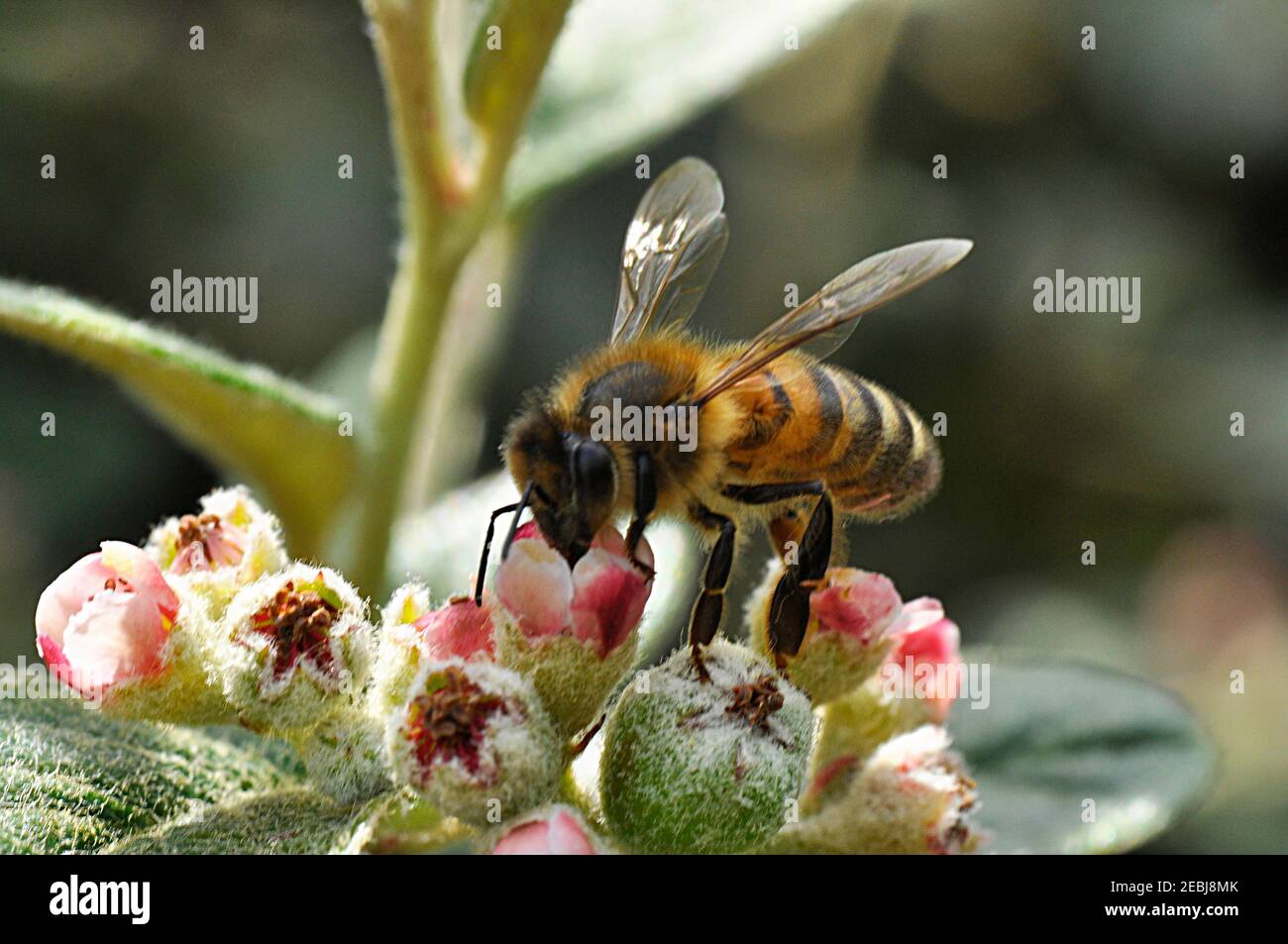 Ape sui fiori di cotoneaster in tarda primavera in un Somerset garden.England .UK Foto Stock