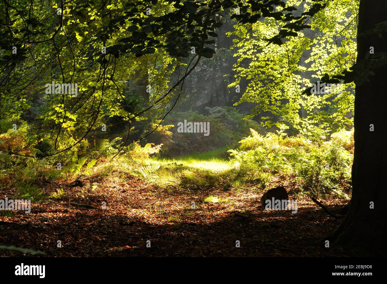 Un giorno di tarda estate con foglie, alberi e bracken retroilluminati in un bosco misto nel sud dell'Inghilterra Foto Stock