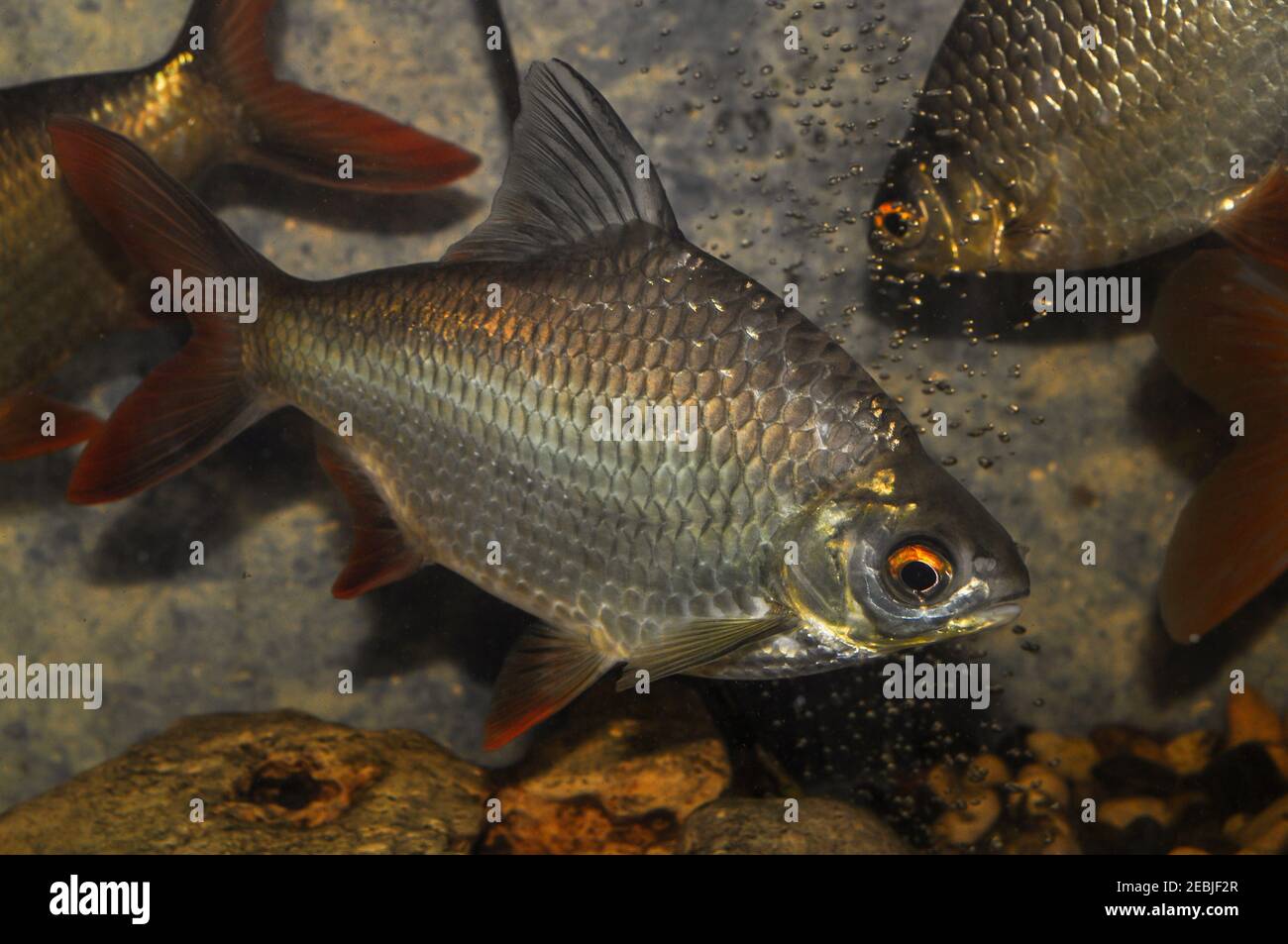 Barbonymus altus – Barb di tub con coda rossa in acquario d'acqua dolce  Foto stock - Alamy