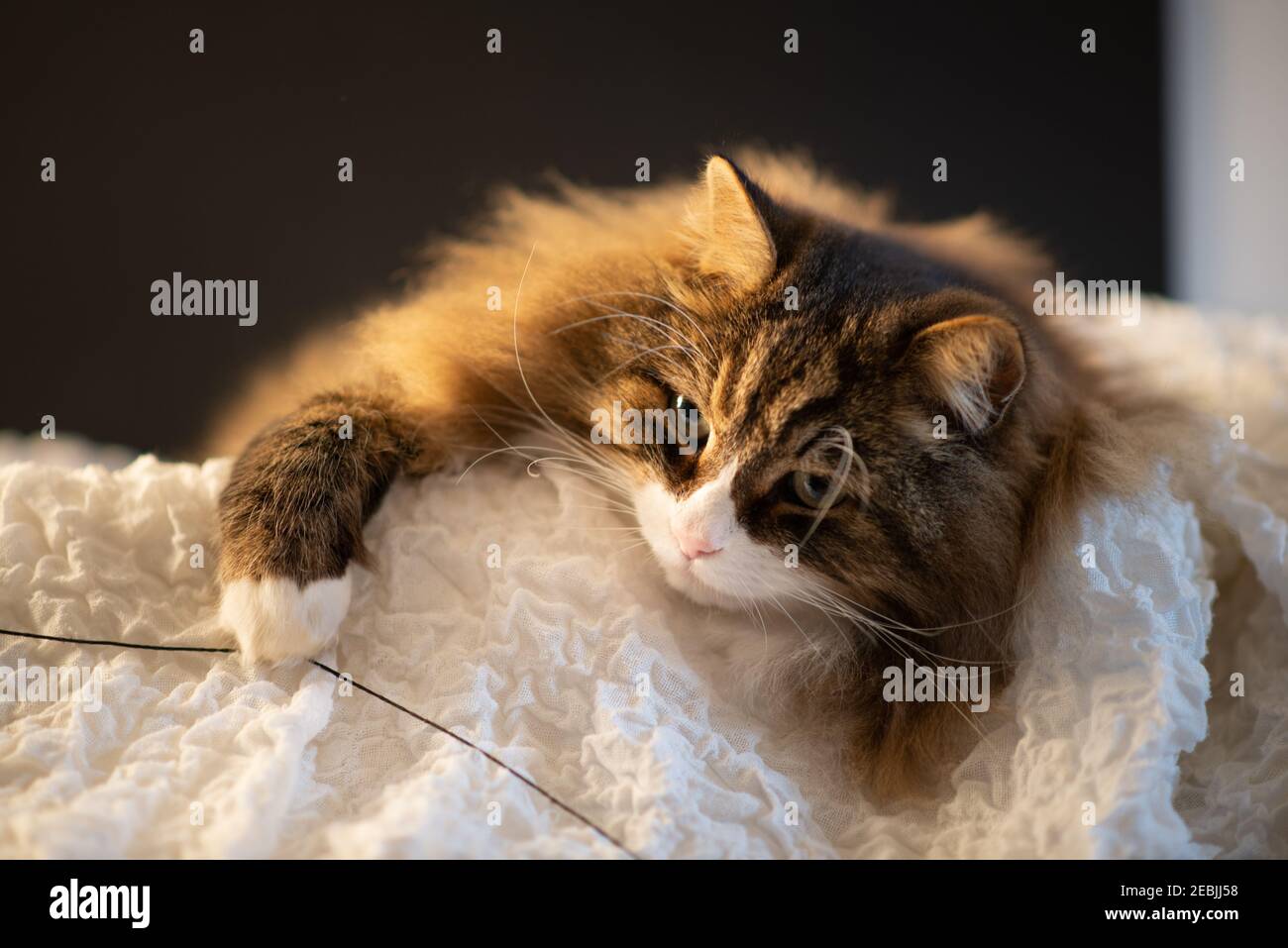 bel gatto nel suo cesto giocando con un filo. sensazione di serenità Foto Stock