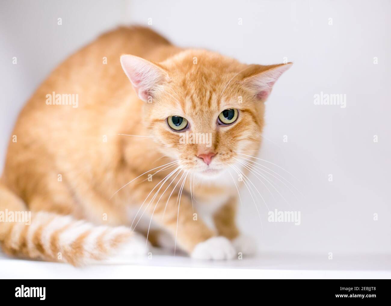Un gatto tabby shorthair arancione che mostra il linguaggio del corpo teso, accovacciandosi e fissando la macchina fotografica con pupille dilatate e un'espressione grumpia Foto Stock
