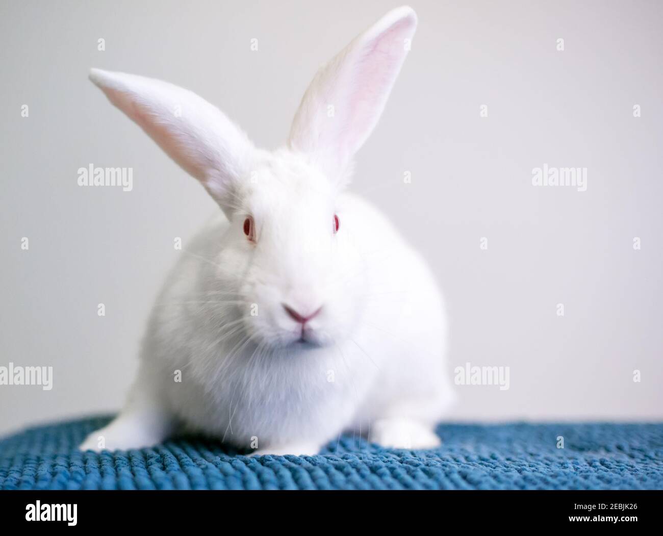 Un coniglio americano bianco con gli occhi rosa seduti su un coperta blu Foto Stock