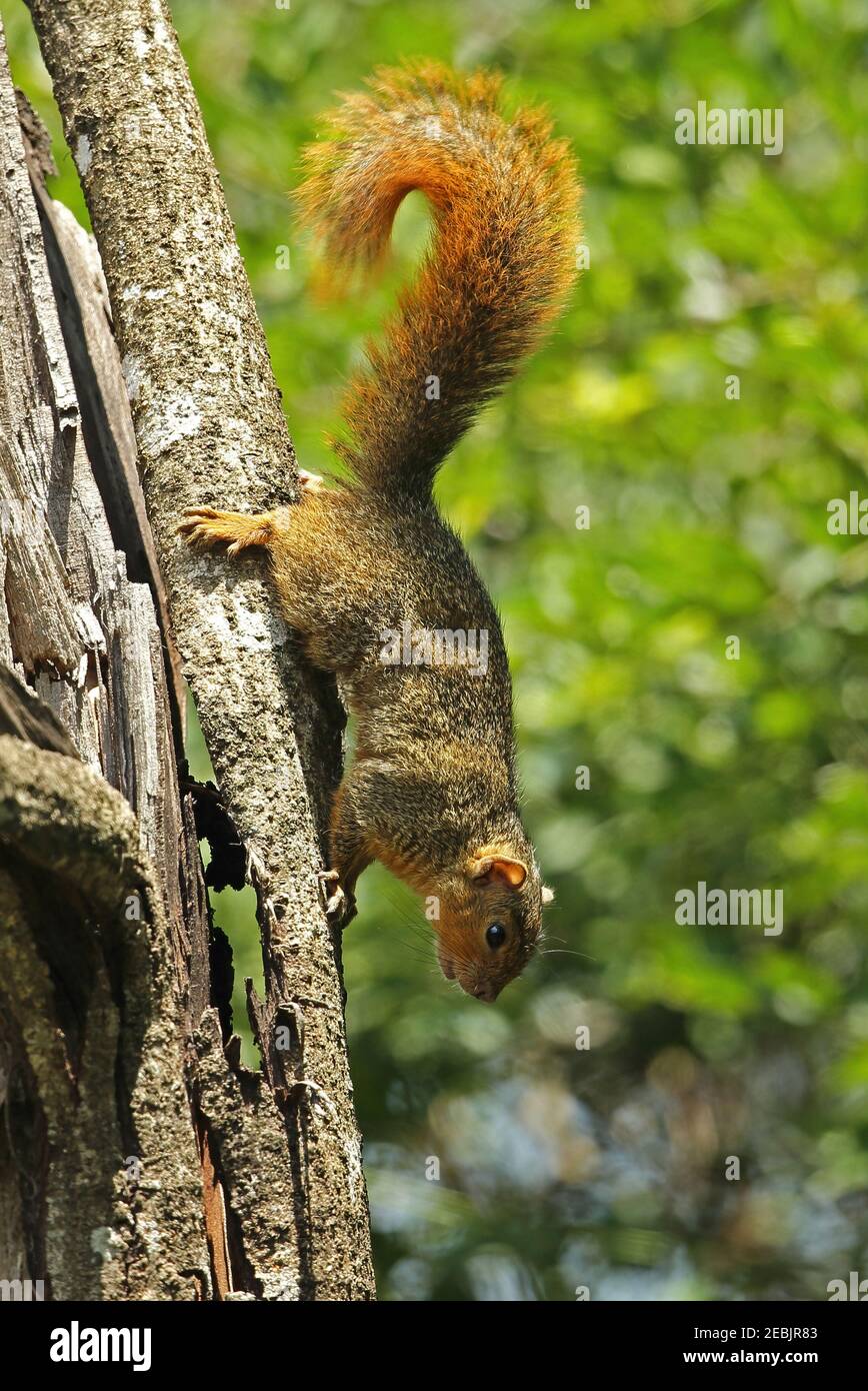 Squirrel (Paraxerus palliatus) Adulto che sale giù tronco di albero St Lucia, Sudafrica Novembre Foto Stock