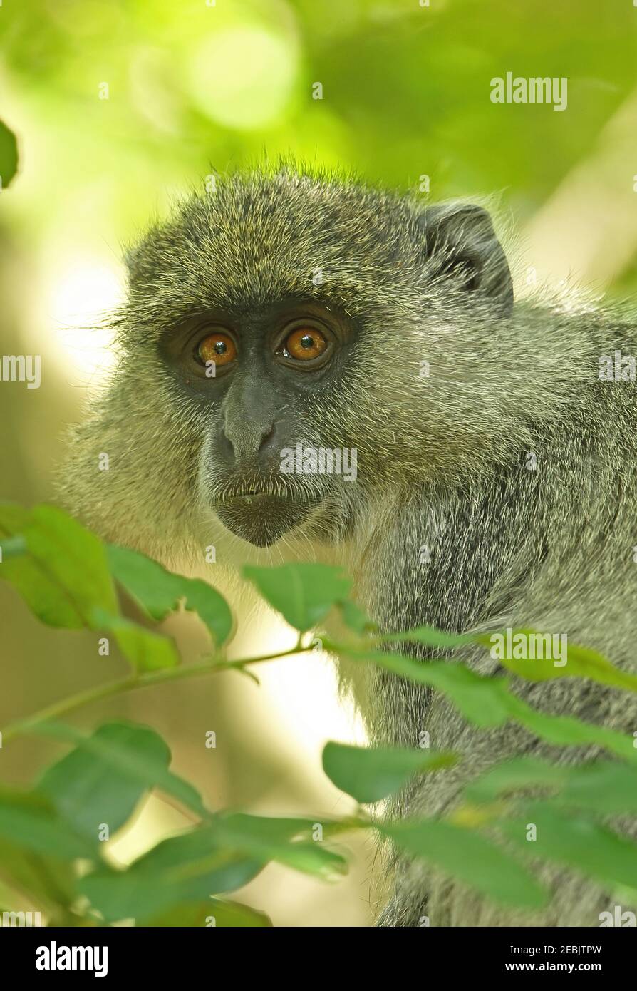 Samango Monkey (Cercopithecus mitis) primo piano del Tempe Elephant Park, Sudafrica Novembre Foto Stock