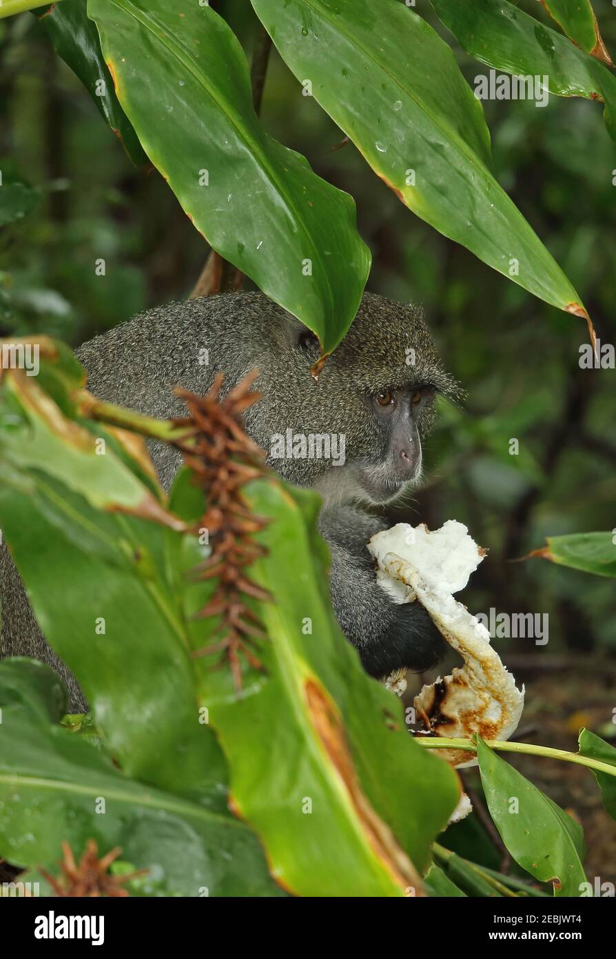 Samango Monkey (Cercopithecus mitis) Adulti mangiare scarti dall'hotel Mount Sheba, Sud Africa Novembre Foto Stock