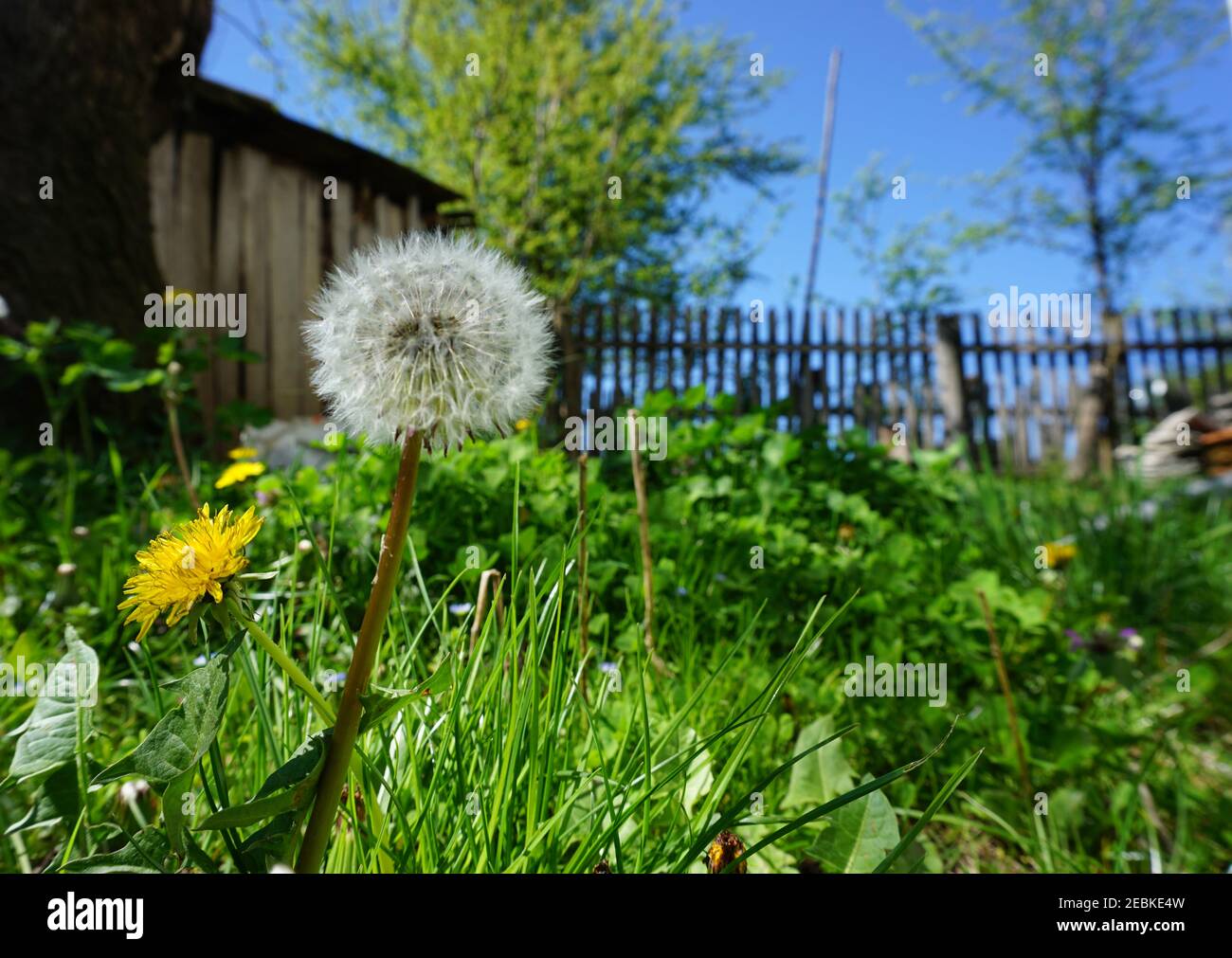 Dente di leone comune, ben noto per le sue teste di fiore giallo che si trasformano in sfere rotonde di frutti in tufted d'argento che si disperdono nel vento Foto Stock