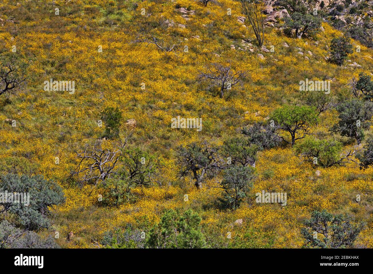 Vista autunnale dell'oro al Madera Canyon di Santa Montagne Rita dell'Arizona Foto Stock