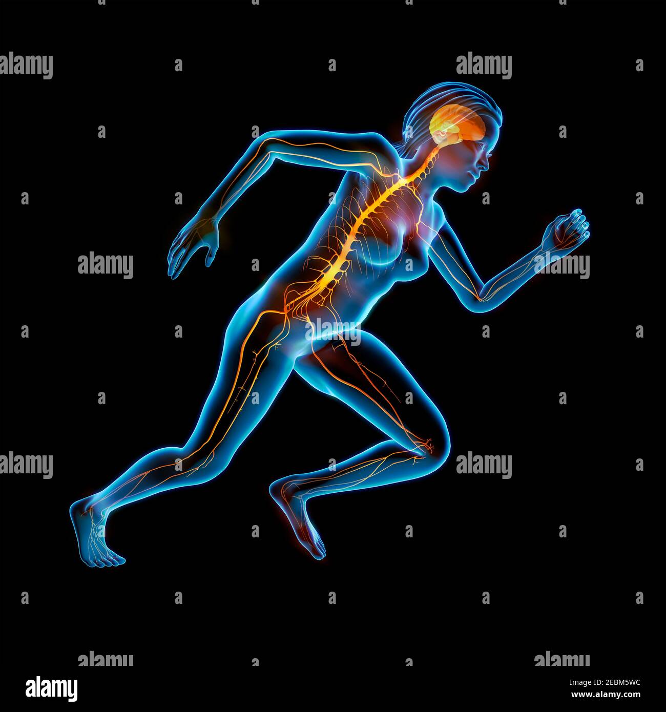 Sistema nervoso umano, illustrazione Foto Stock