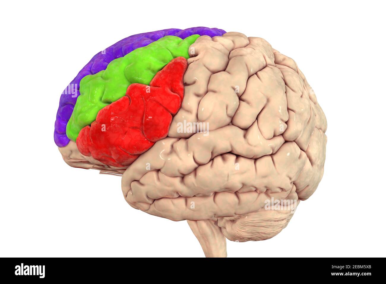 Cervello umano con giri frontali evidenziati, illustrazione Foto Stock