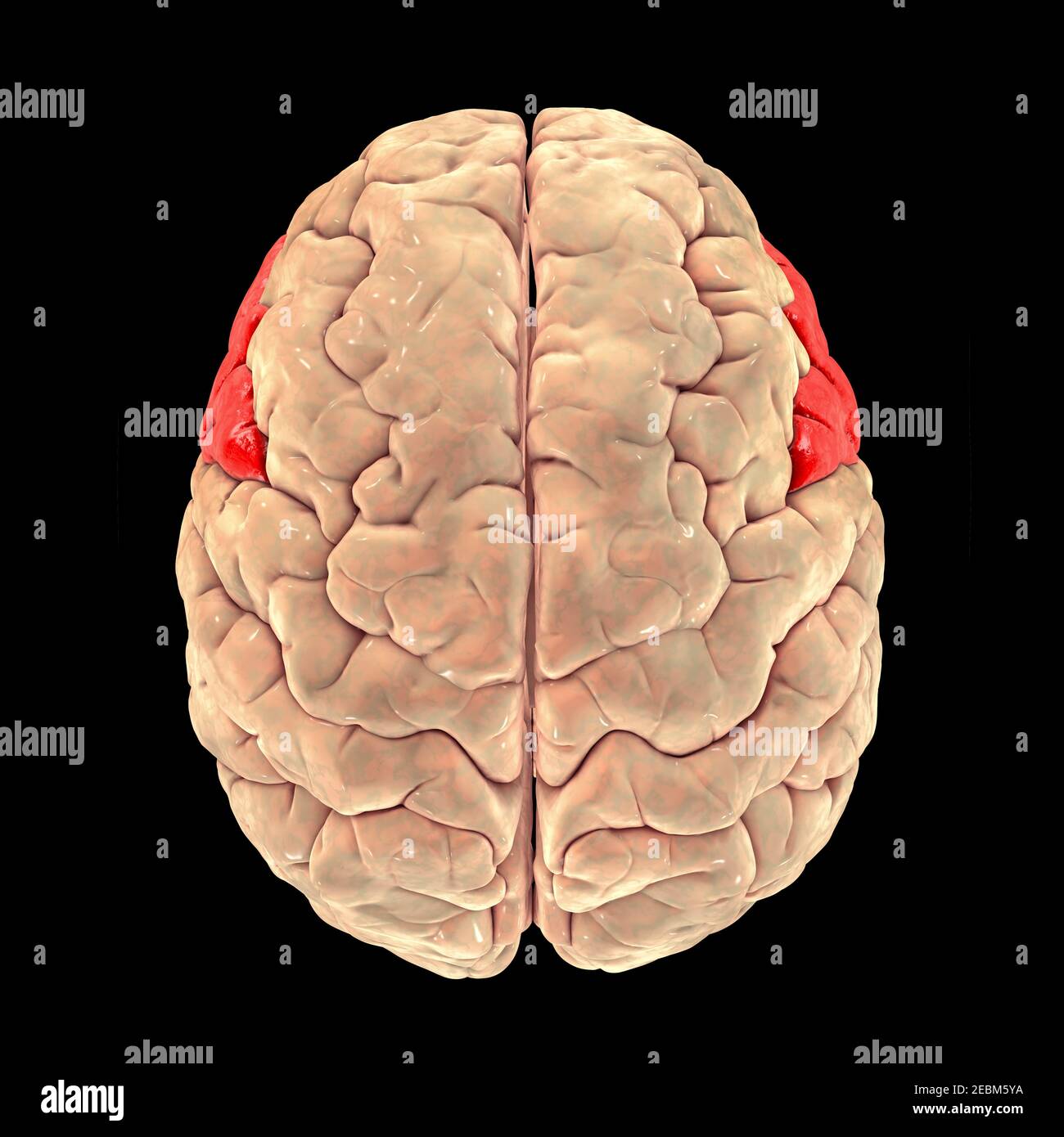 Cervello che evidenzia il girus frontale inferiore, illustrazione Foto Stock