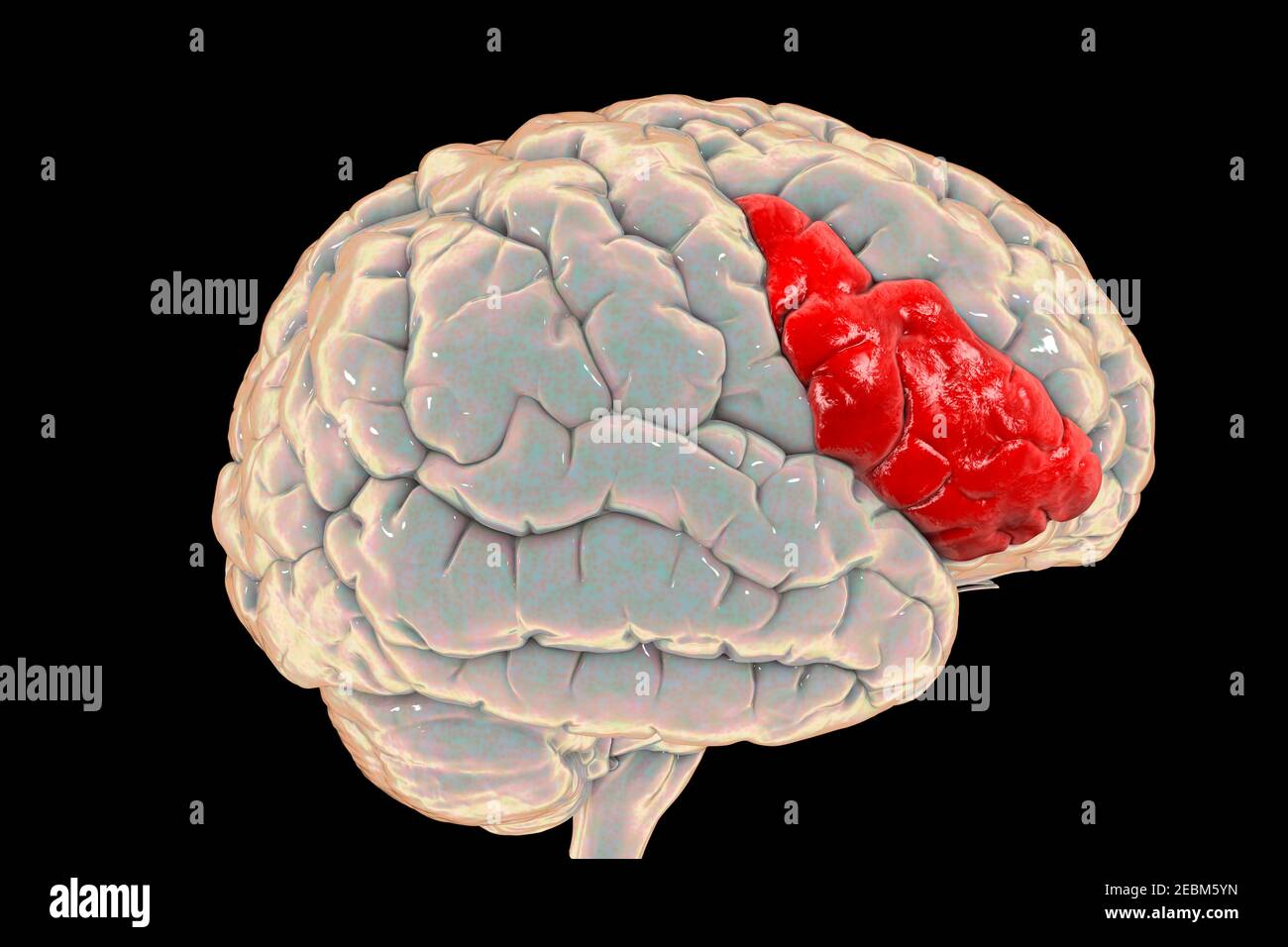 Cervello che evidenzia il girus frontale inferiore, illustrazione Foto Stock