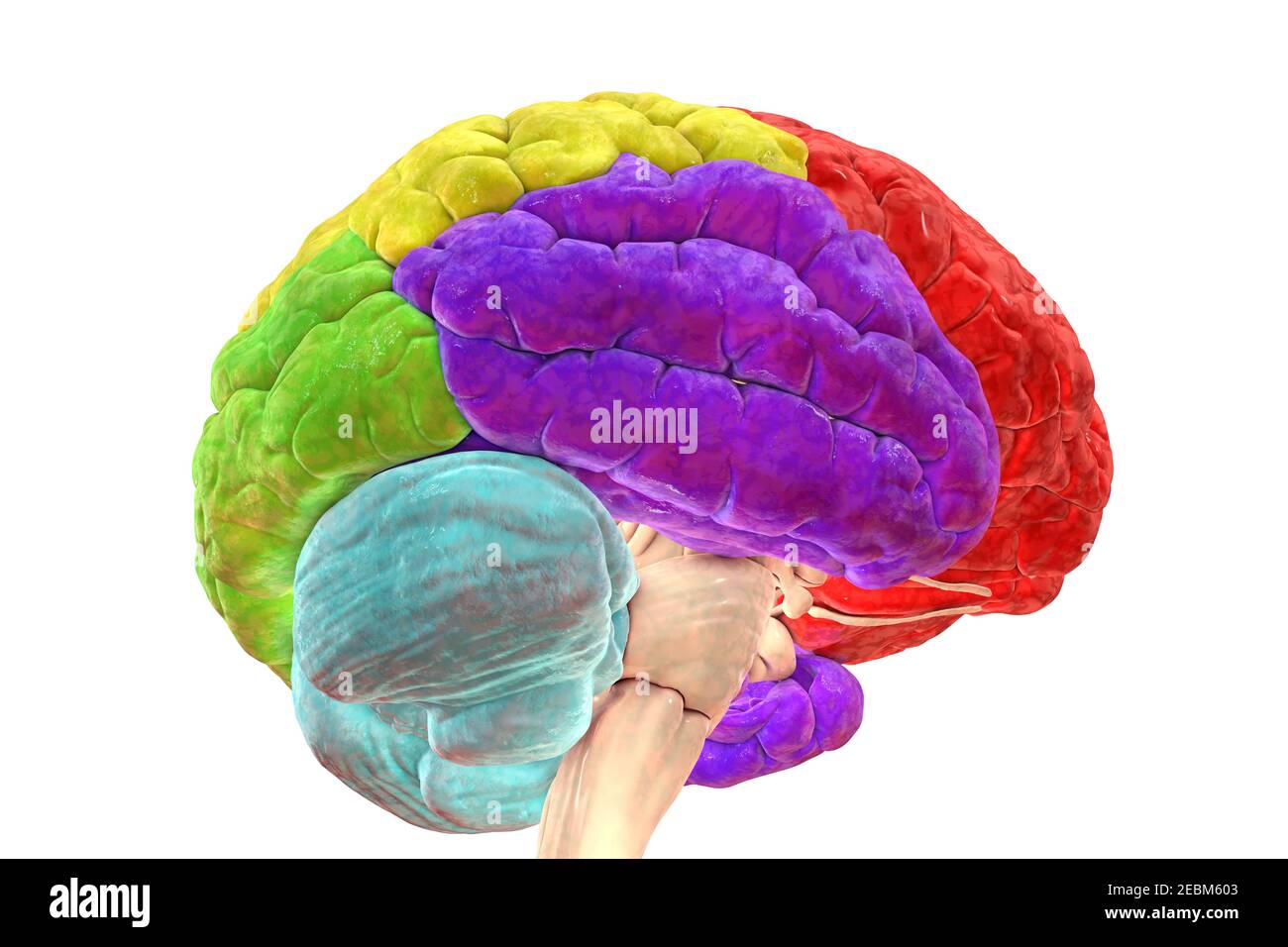 Lobi del cervello umano, illustrazione Foto Stock