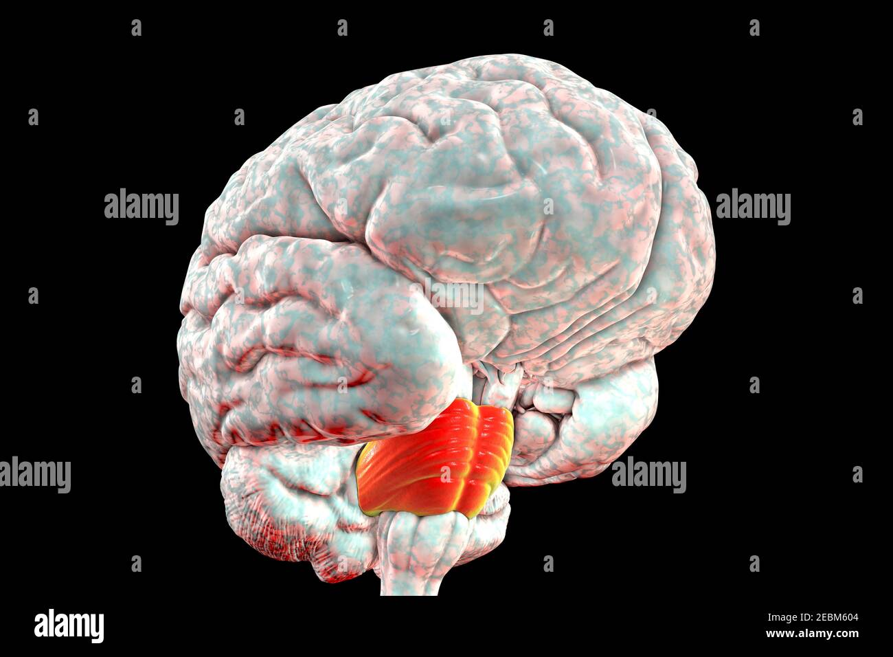 Pons di cervello umano, illustrazione Foto Stock