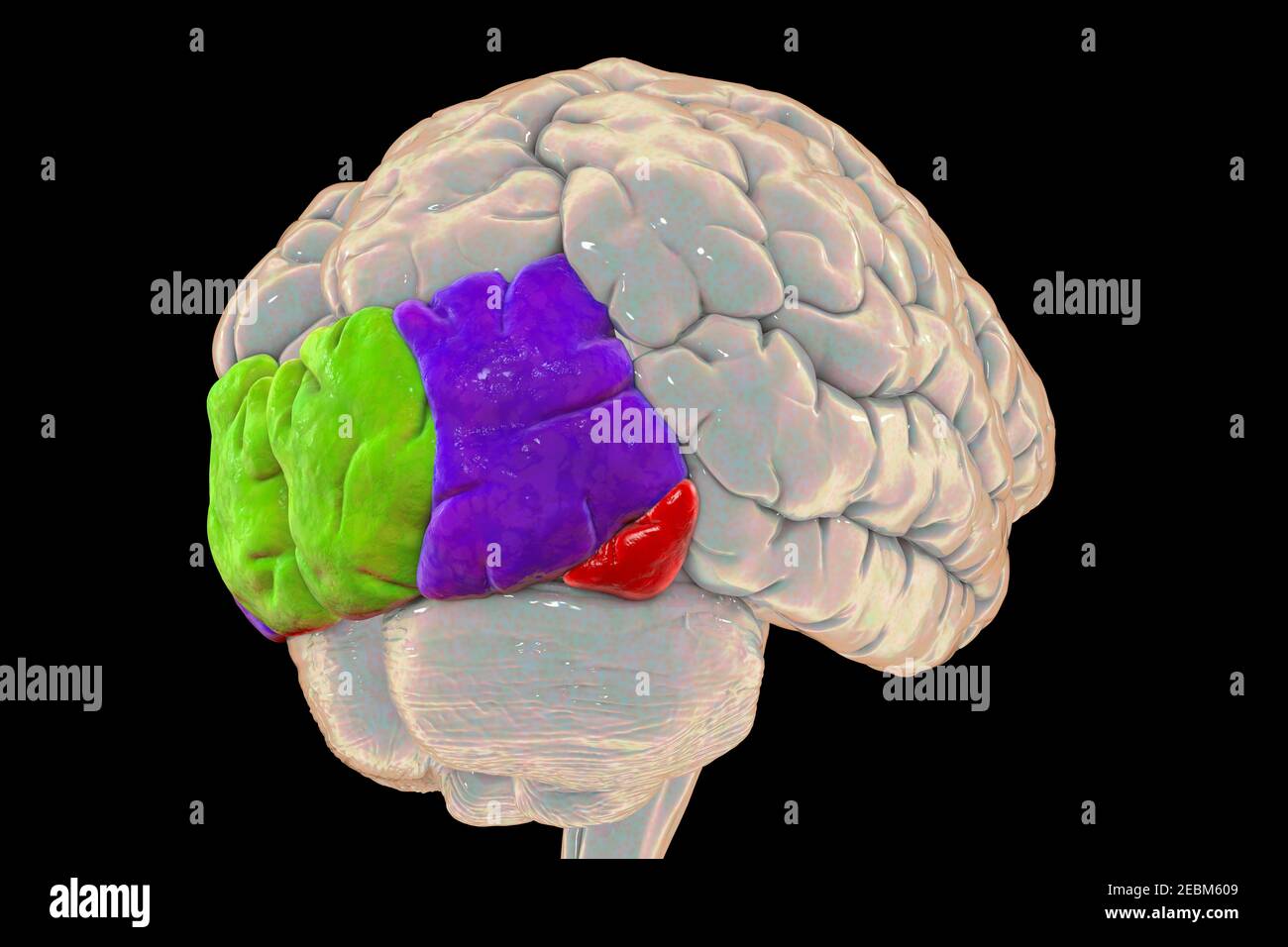 Cervello umano con giri occipitale evidenziati, illustrazione Foto Stock