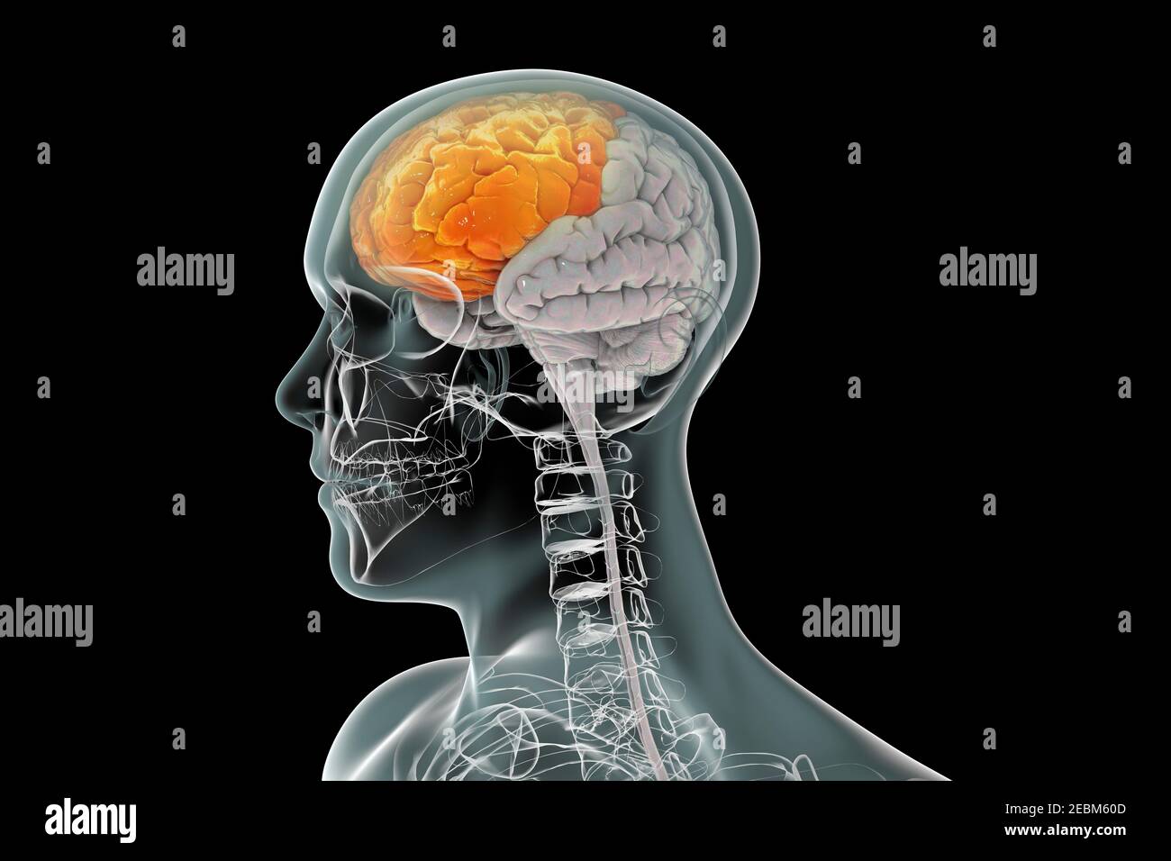 Cervello umano con lobo frontale evidenziato, illustrazione Foto Stock