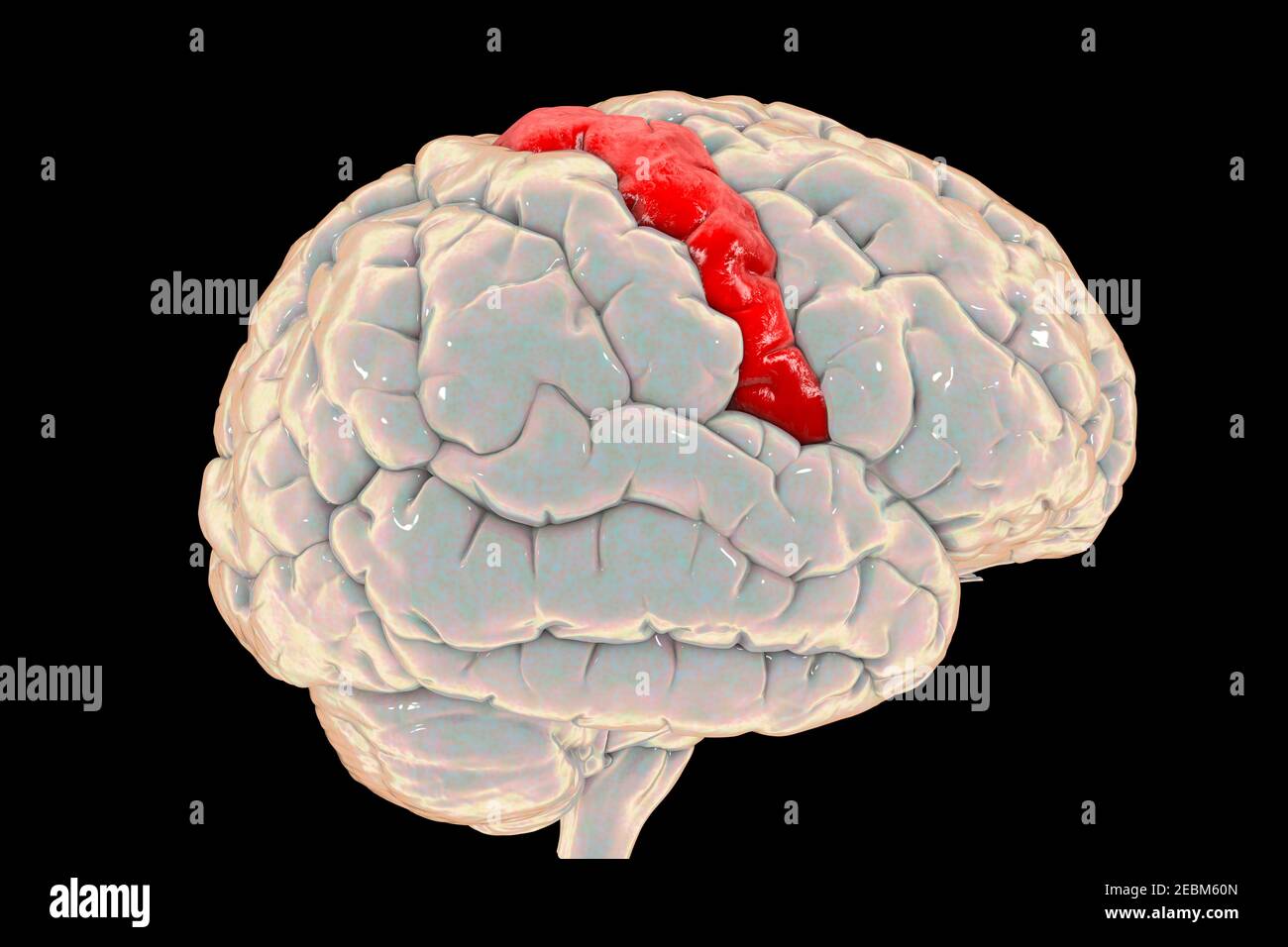 Cervello umano con girus precentrale evidenziato, illustrazione Foto Stock