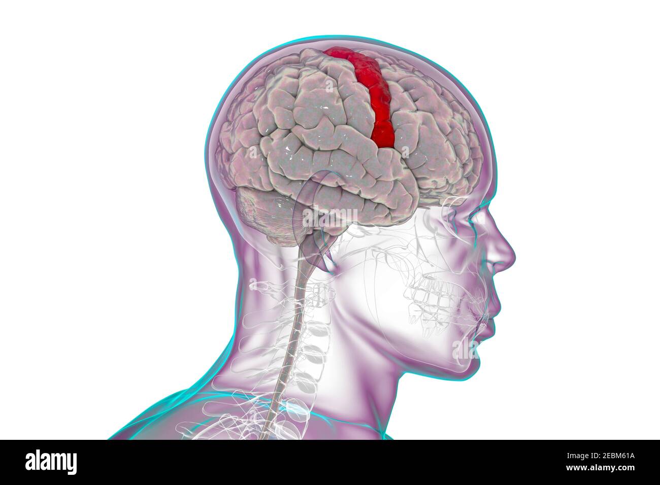 Cervello umano con girus precentrale evidenziato, illustrazione Foto Stock