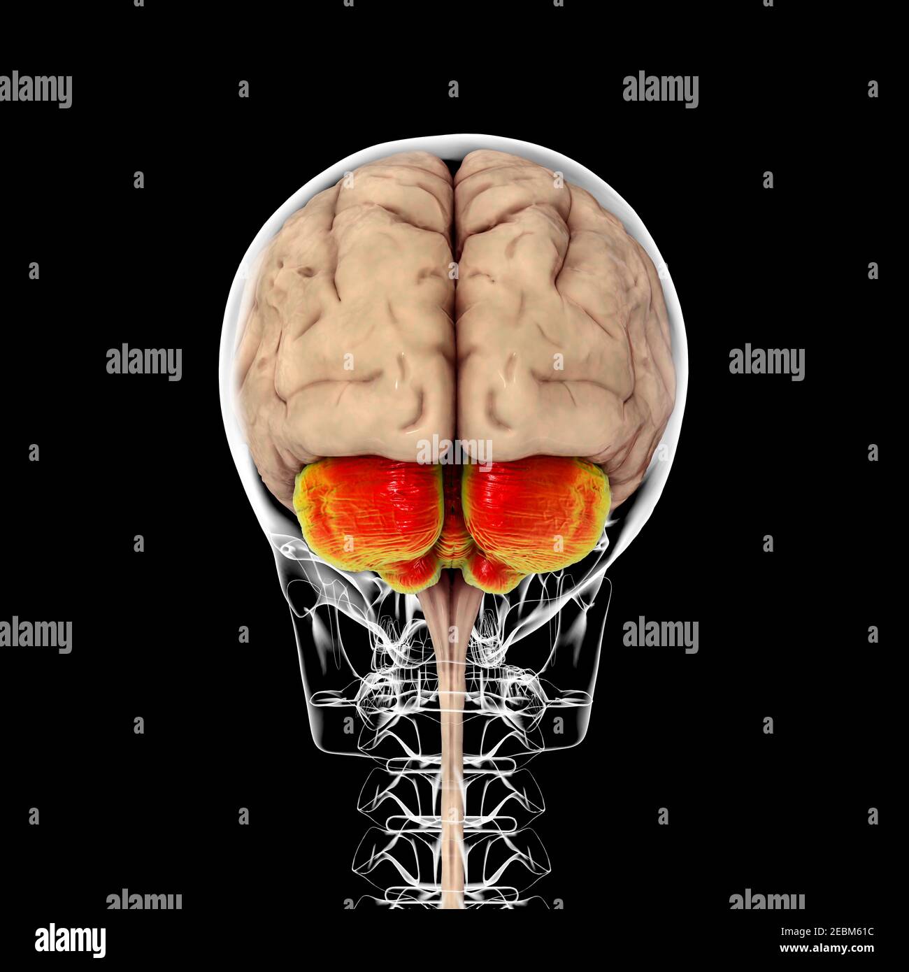 Cervello umano con cervelletto evidenziato, illustrazione Foto Stock