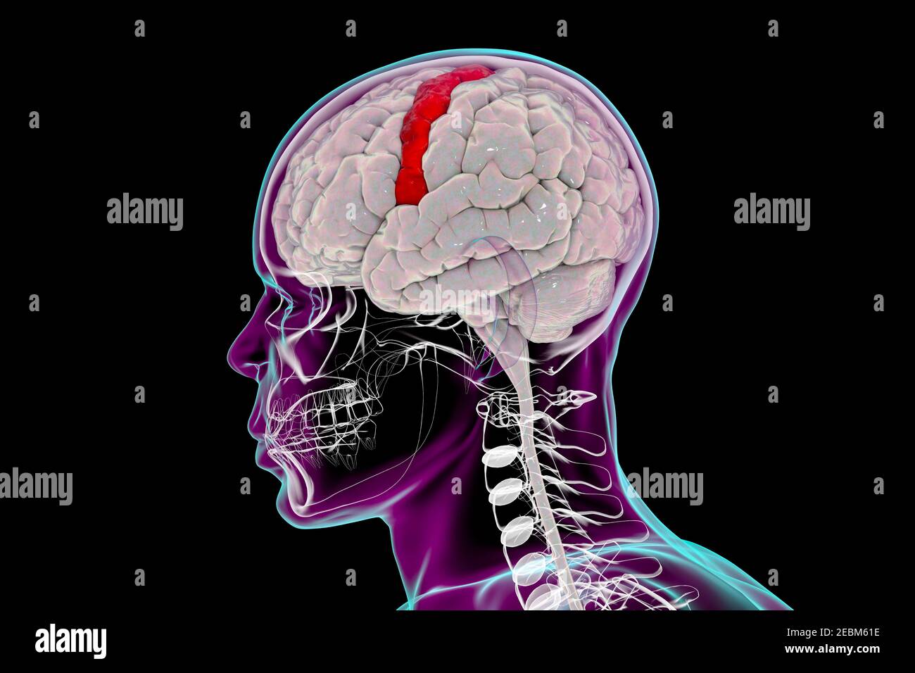 Cervello umano con girus precentrale evidenziato, illustrazione Foto Stock