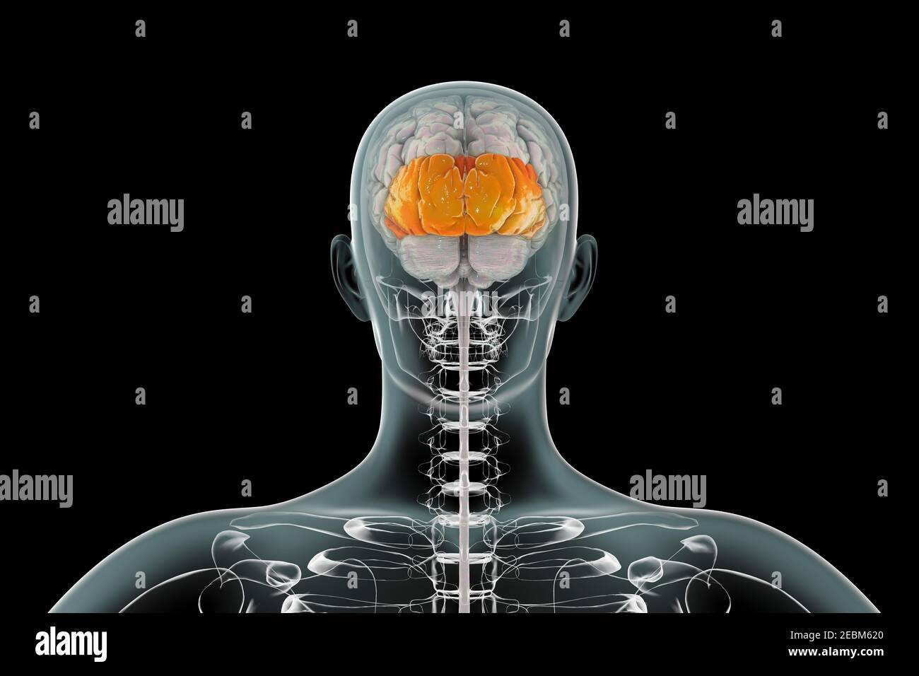 Cervello umano con lobi occipitali evidenziati, illustrazione Foto Stock