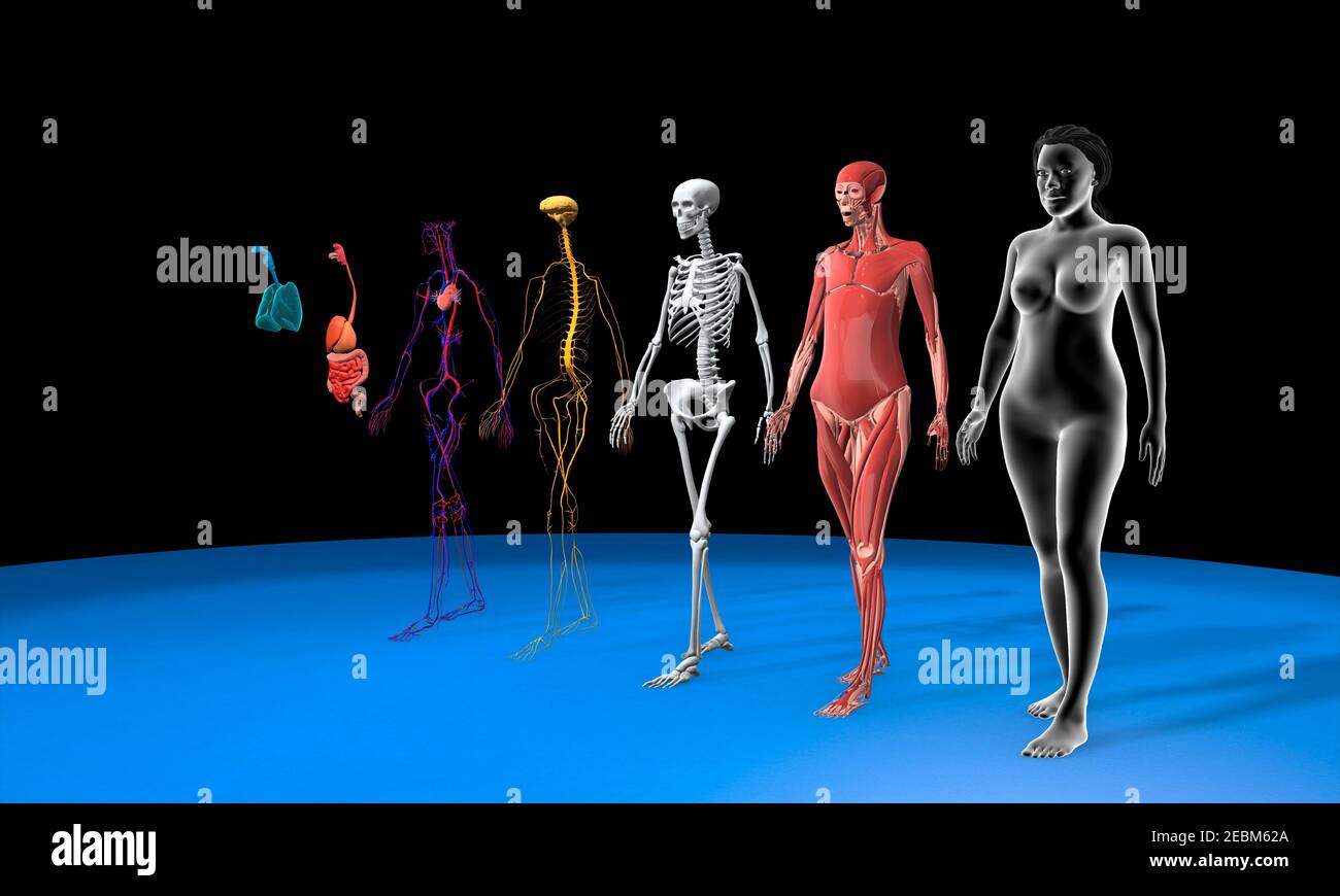 Sistemi del corpo umano, illustrazione Foto Stock