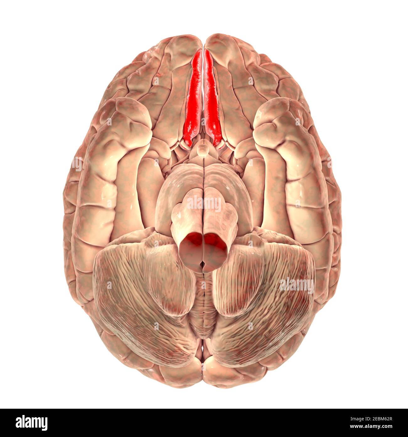 Cervello umano con giri dritti evidenziati, illustrazione Foto Stock