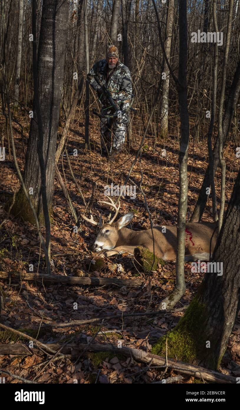 Il cacciatore di crossbow si avvicina alla sua uccisione nel Wisconsin settentrionale. Foto Stock