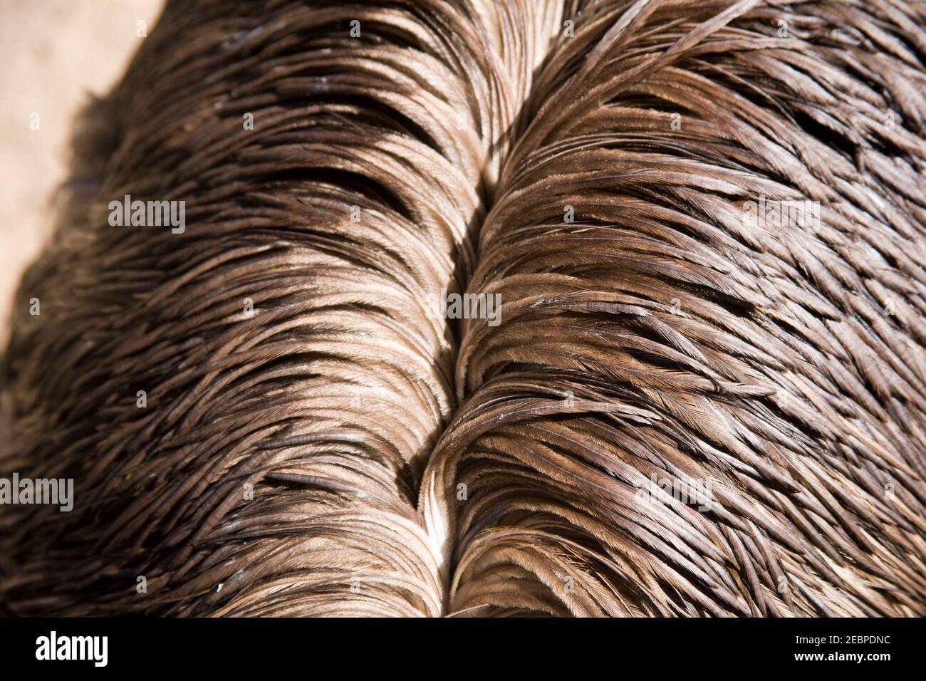 primo piano di piume sulla parte posteriore dell'uem. EMU uccello senza fari in australia. Foto Stock