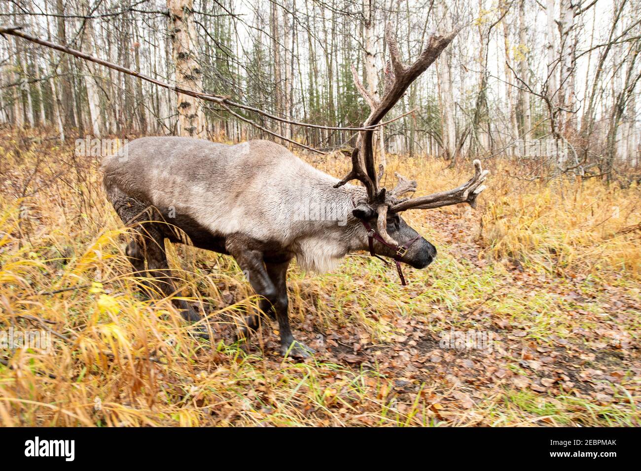 Camminare con le renne (Rangifer tarandus) è un'esperienza offerta al ranch running delle renne a Fairbanks, Alaska Foto Stock