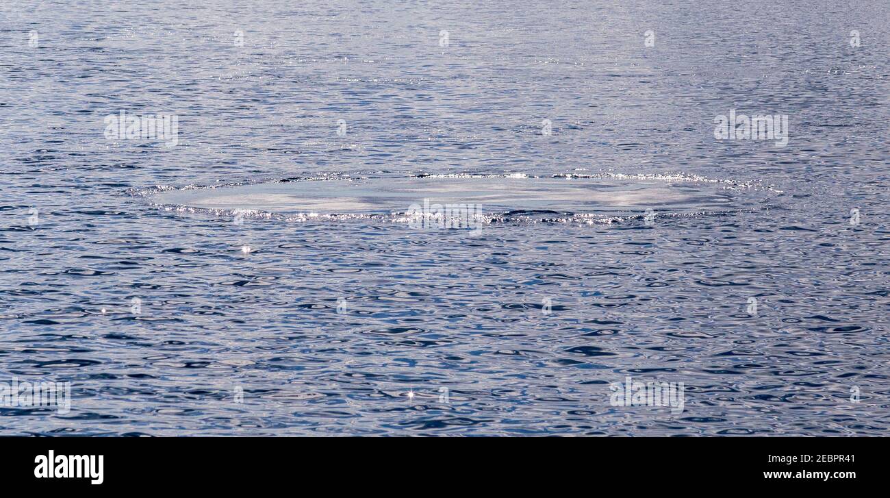 Hervey Bay nel Queensland è famosa per le balene. Questo uno slick oleoso sull'indicazione dell'acqua dove la colomba di balena ha anche chiamato un footprint o qala Foto Stock