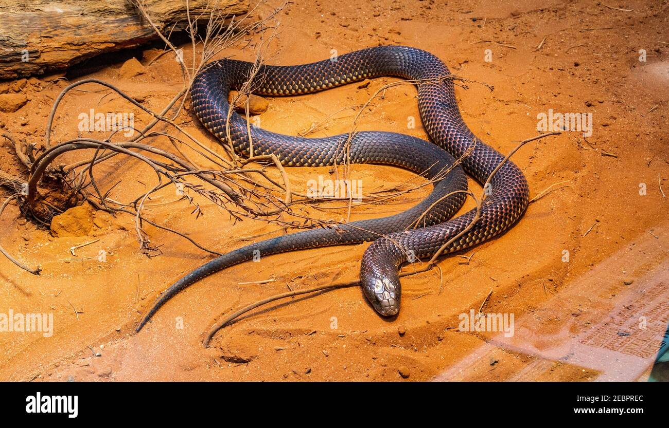 Il serpente bruno di re (i beleive) (Pseudechis australis) è una specie di serpente altamente velenoso della famiglia degli Elapidae, originario del nord, dell'ovest, e. Foto Stock