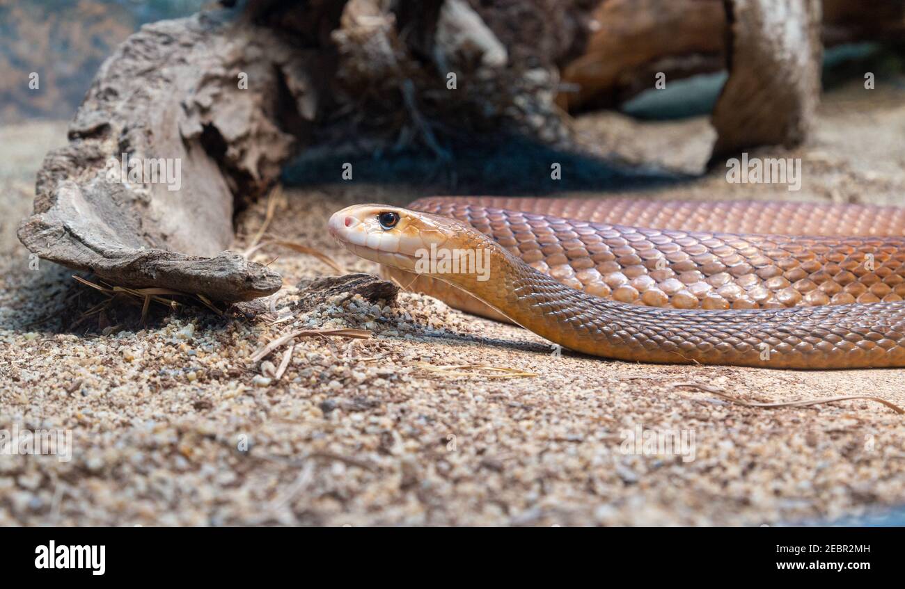 Il taipan costiero, o taipan comune, è una specie di serpente di grandi dimensioni, estremamente velenoso, della famiglia degli Elapidae. La specie è originaria del reg costiero Foto Stock