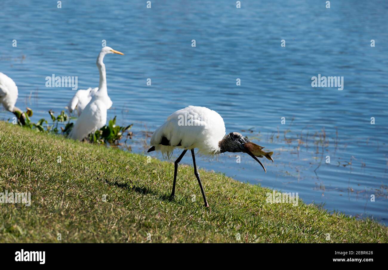 Wesley Chapel, Florida, Stati Uniti. 29 gennaio 2021. Una cicogna di legno mangia un pesce d'acqua dolce lungo un laghetto interno vicino alla costa del Golfo della Florida. È una specie in pericolo ed è solo cicogna nativa del Nord AmericaÃs. FloridaÃs le popolazioni di Wood Stork sono in forte declino dagli anni 70. Credit: Robin Rayne/ZUMA Wire/Alamy Live News Foto Stock