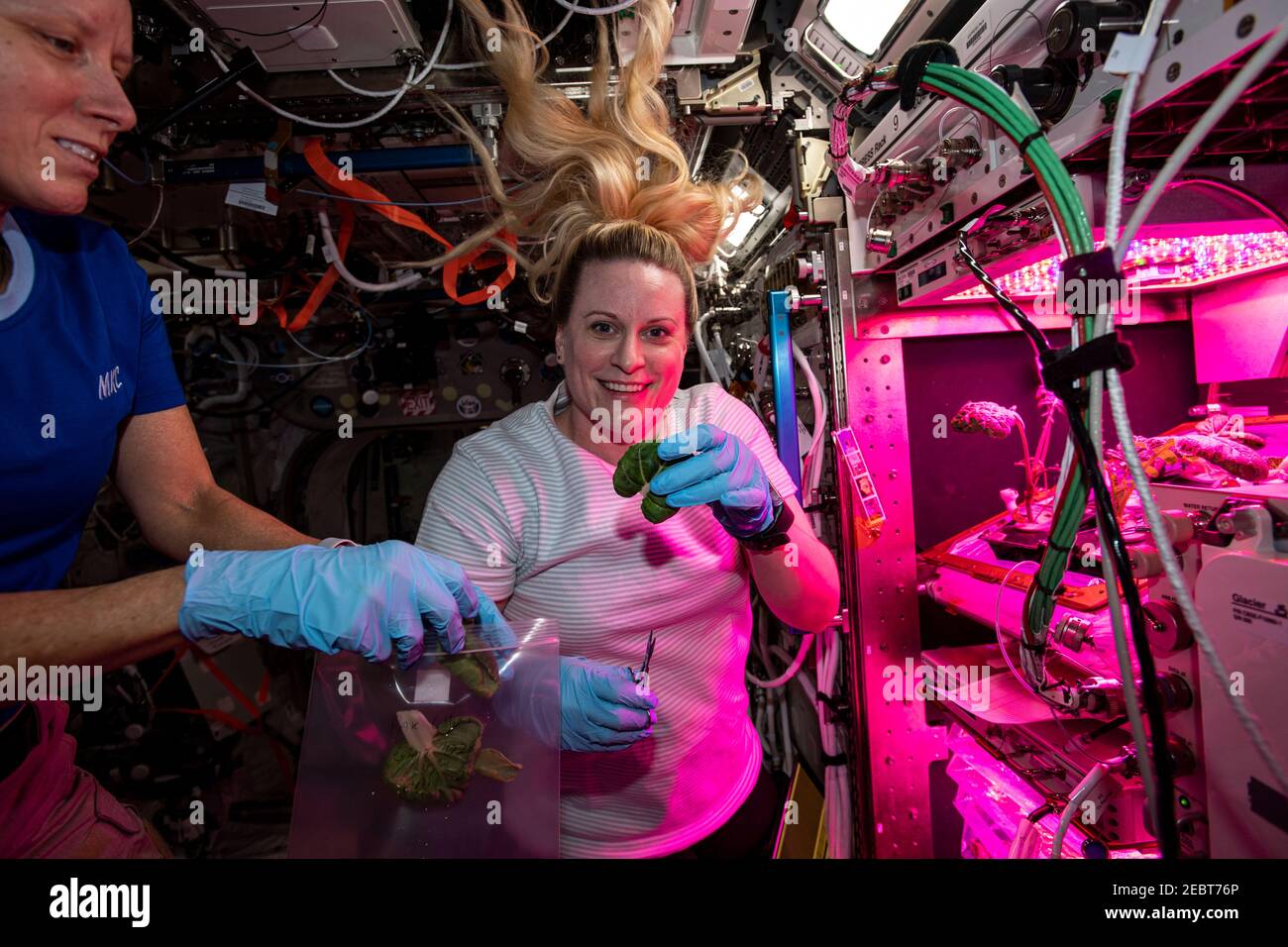 Astronauti della NASA e spedizione 64 ingegneri di volo Shannon Walker, a sinistra, e Kate Rubins raccogliere campioni di foglie da piante che crescono all'interno del laboratorio europeo Columbus a bordo della International Space Station 28 gennaio 2021 a Earth Orbit. L'agricoltura spaziale è fondamentale per il successo e la sostenibilità delle future missioni umane sulla Luna, su Marte e oltre. Foto Stock