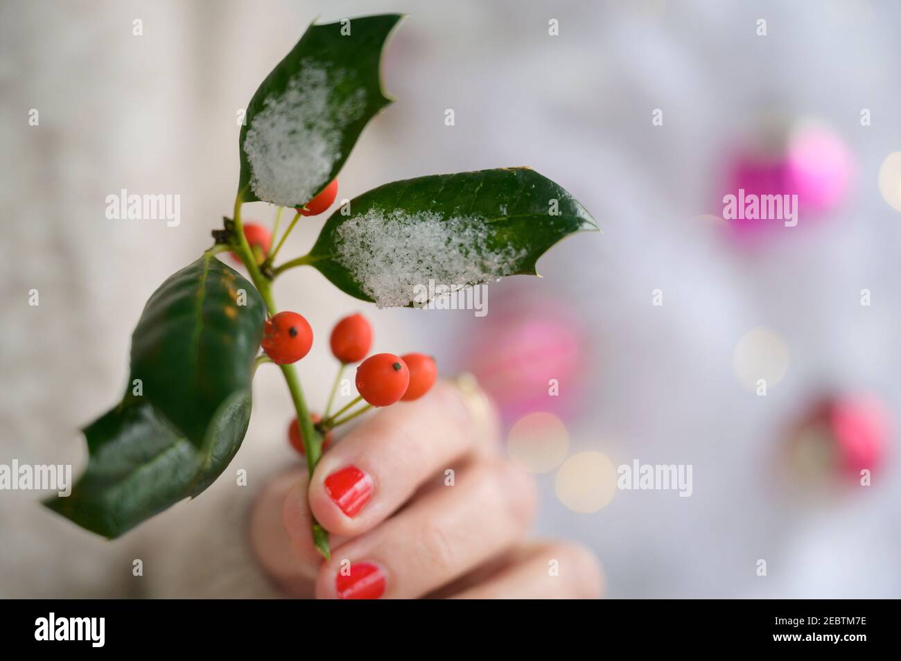 Mano che tiene agrifoglio da albero di Natale Foto Stock