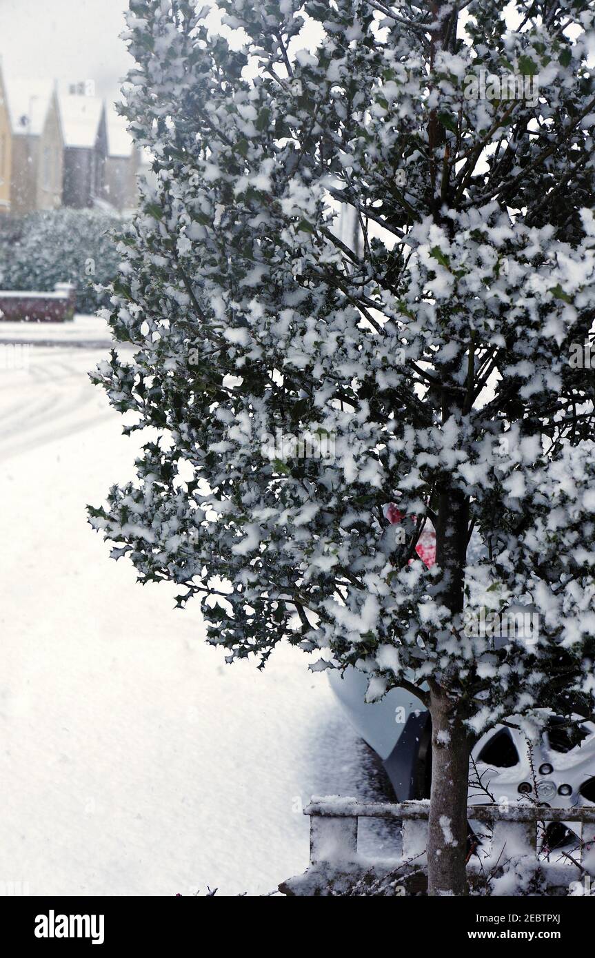 Primo piano di un albero di agrifoglio coperto di neve durante una tempesta di neve Foto Stock