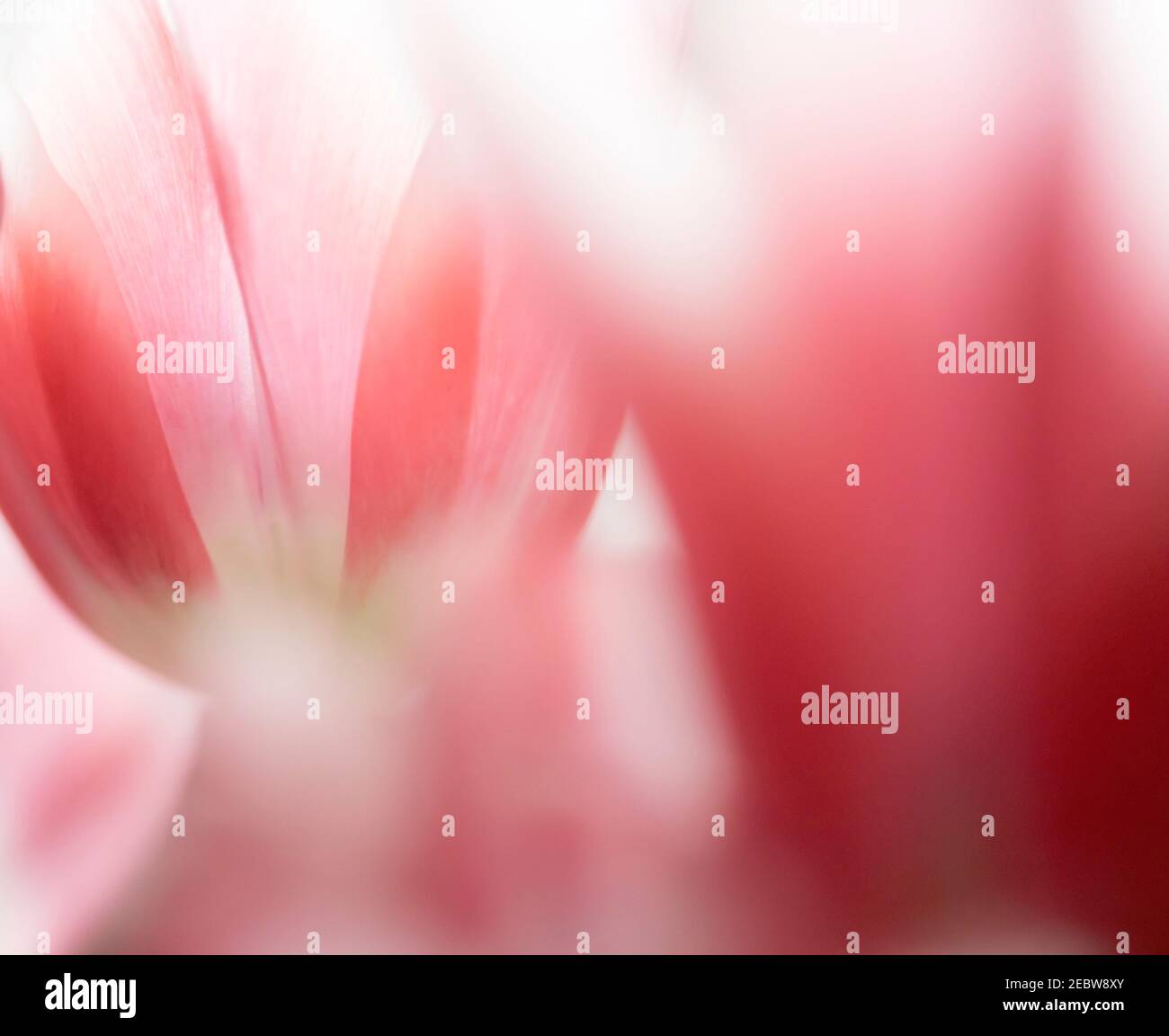 Primo piano di tulipani rosa sfocati Foto Stock