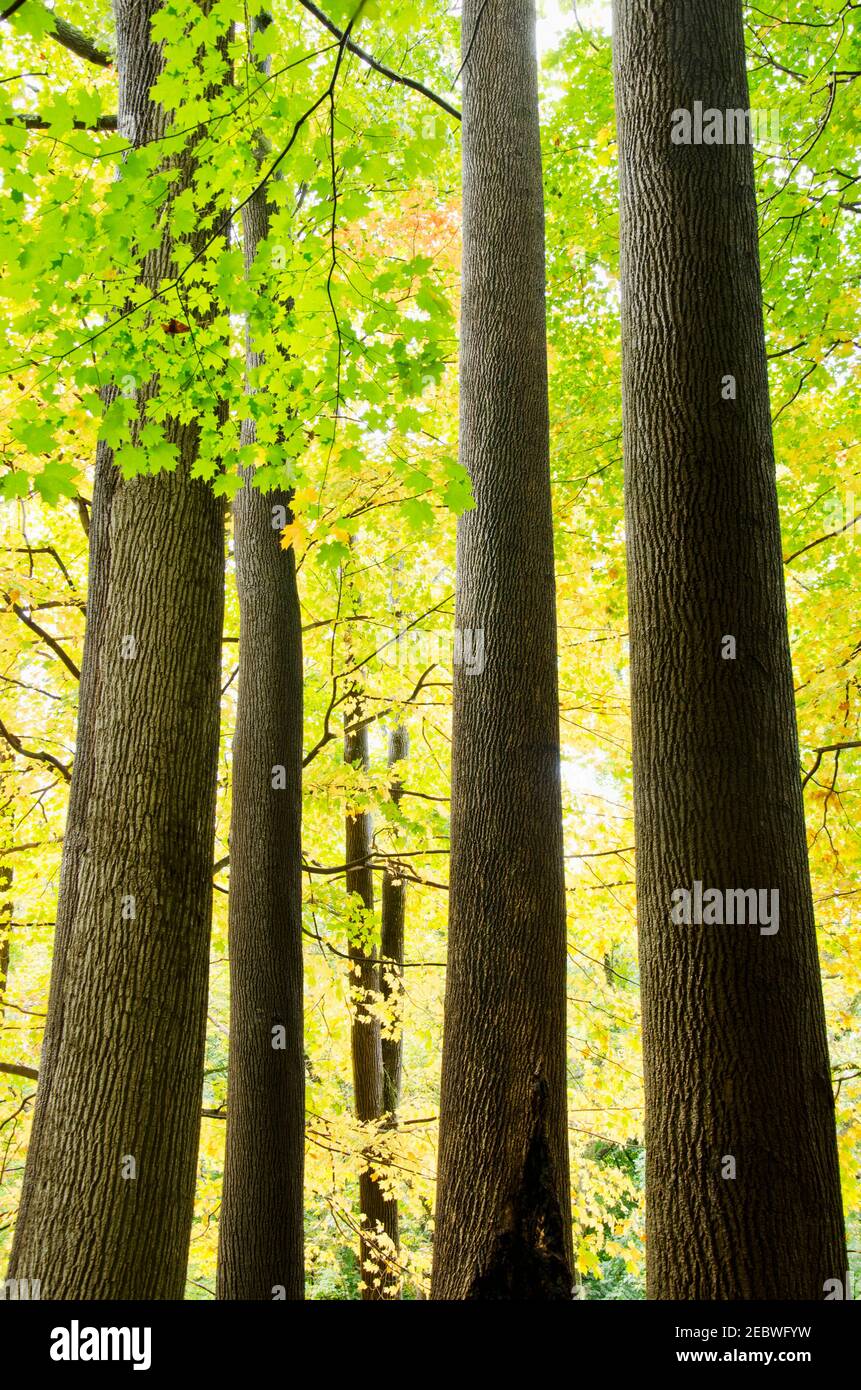 USA, New Jersey, alberi in autunno Foto Stock