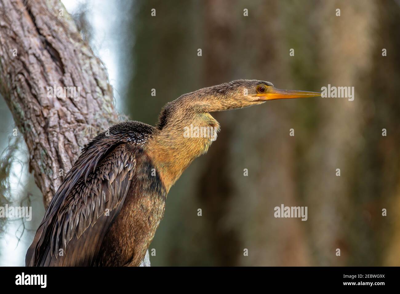 Anhinga appollaiato al Circle b bar Reserve Florida USA Foto Stock