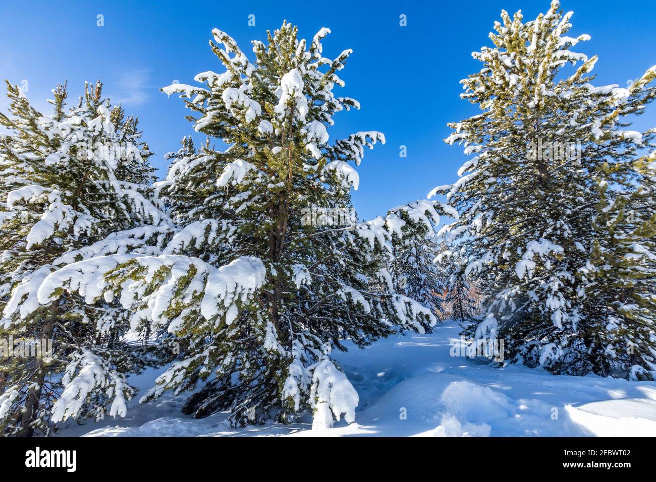 USA, Idaho, Sun Valley, nevicate su alberi sempreverdi in inverno Foto Stock